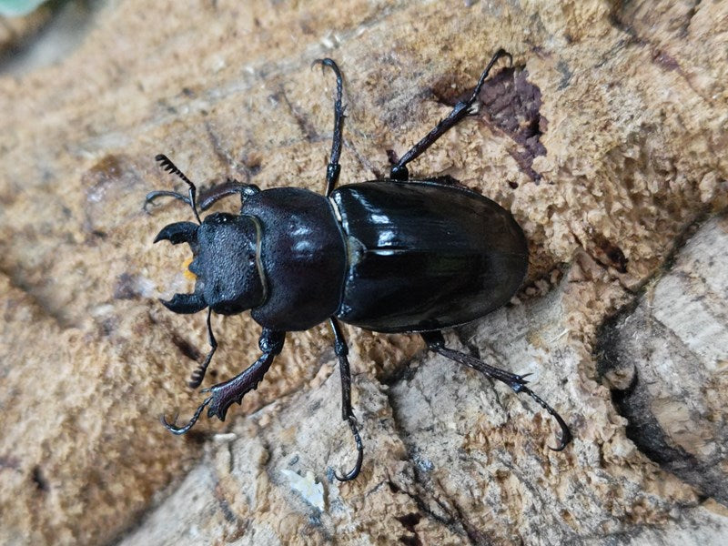 ミヤマクワガタ 京都府 亀岡市東別院町産 ペア（累代WD ♂61mm ♀Freemm ） – クワガタムシ・カブトムシ昆虫専門店COLORS