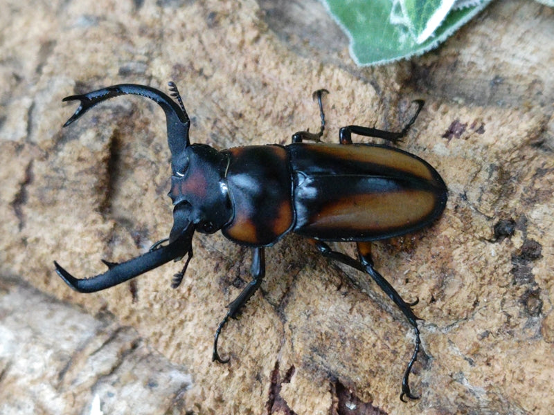 スペキオススシカクワガタ タイ チェンマイ県ウイアンパパウ産 ペア（累代WD ♂53mm ♀28mm ）