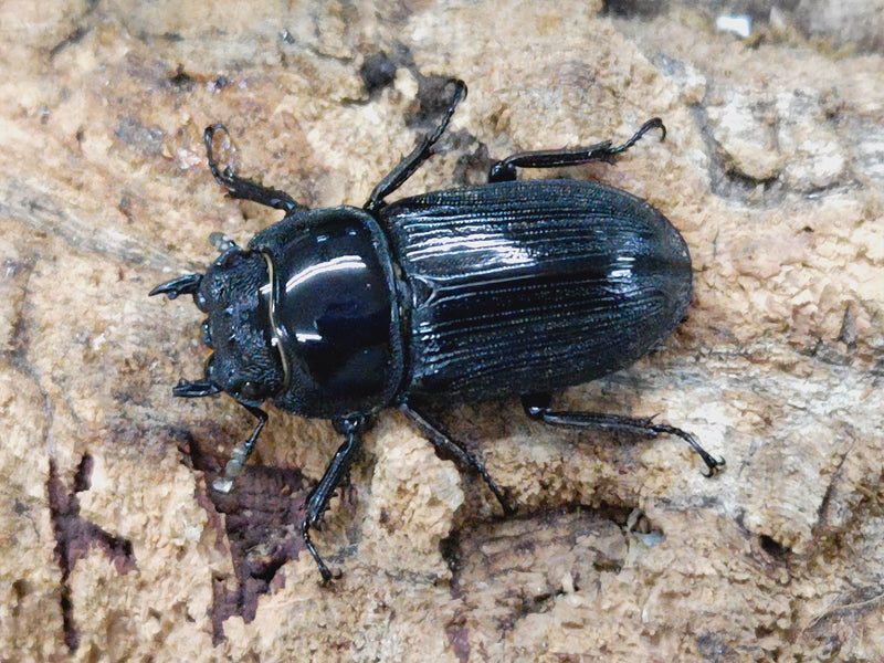 クルビデンスオオクワガタ♂野外標本 m71035754599_1.jpg?1727355942