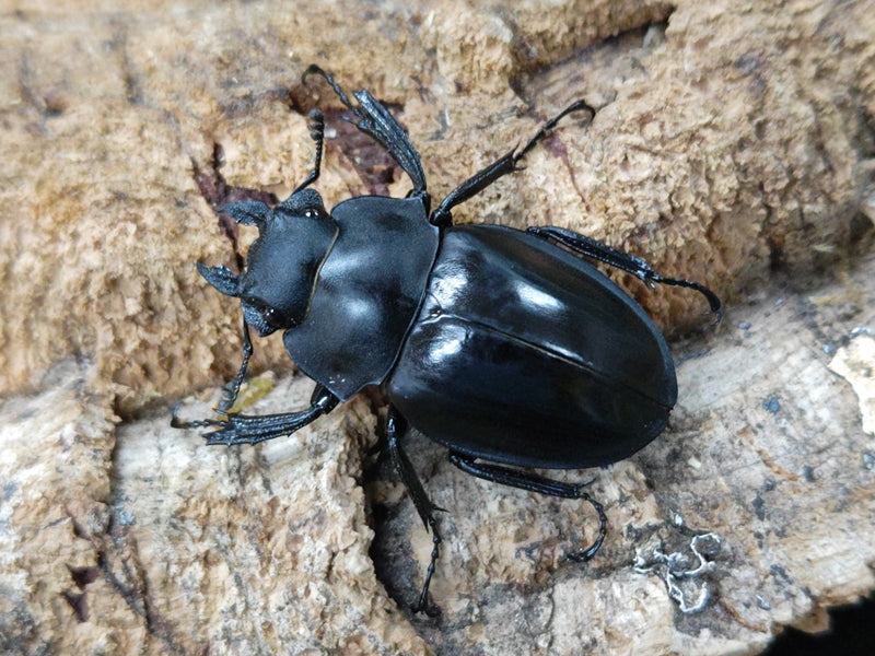 カメラツヤクワガタ フィリピン ルソン島オーロラ産 ペア（累代WD ♂49mm ♀Freemm ）