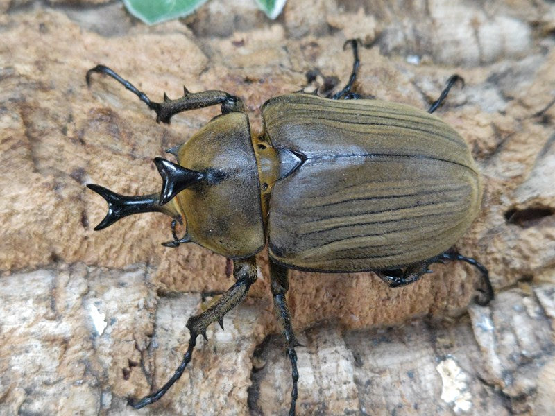 アヌビスゾウカブト – クワガタムシ・カブトムシ昆虫専門店COLORS