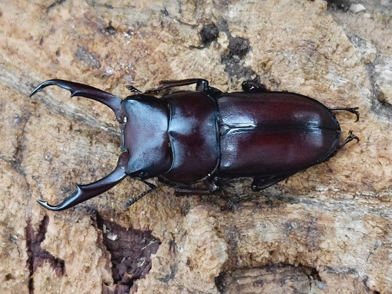 最前線の 大型 オオツノメンガタカブト♂野外標本 - 標本 標本
