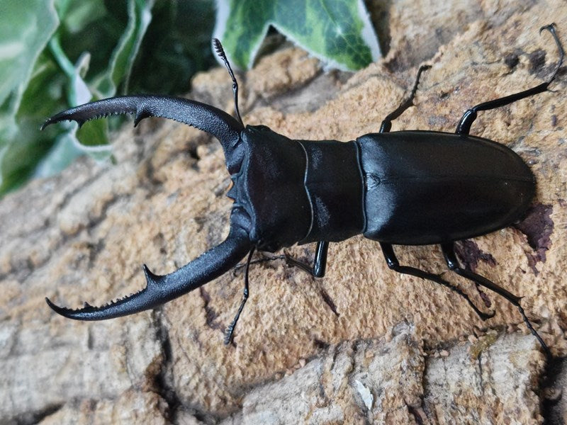 マンディブラリスフタマタクワガタ – クワガタムシ・カブトムシ昆虫専門店COLORS