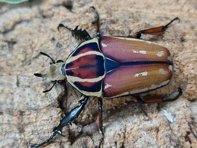 国産外国産カブトムシ・クワガタムシ等昆虫専門店カラーズ – クワガタムシ・カブトムシ昆虫専門店COLORS