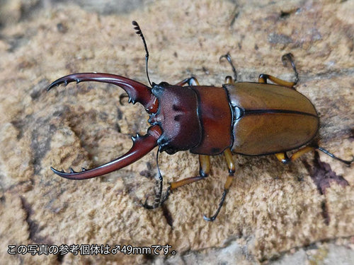 アスタコイデスノコギリクワガタ亜種pallidipennis – タグ 