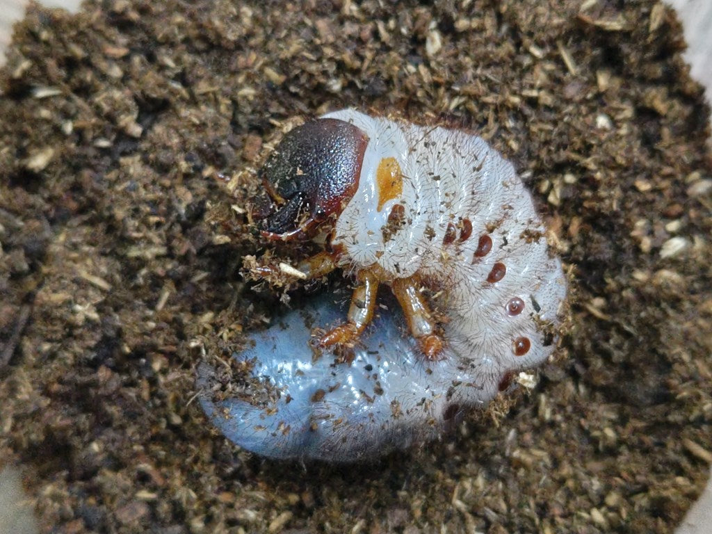 ヤヌスゾウカブトssp.幼虫 ボリビア サンタクルズ産 – クワガタムシ・カブトムシ昆虫専門店COLORS