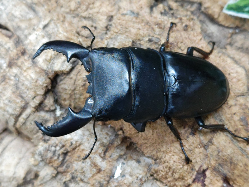 スマトラオオヒラタクワガタ – クワガタムシ・カブトムシ昆虫専門店COLORS