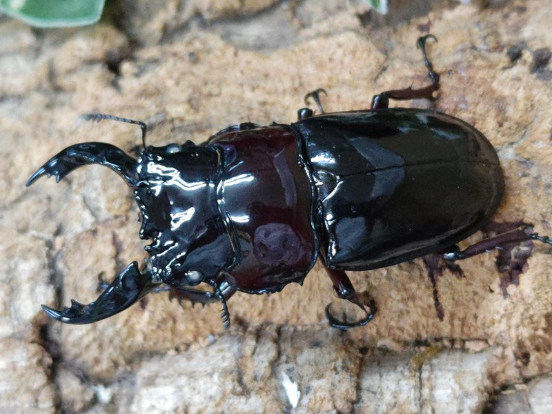 レギウスオオツヤクワガタ – クワガタムシ・カブトムシ昆虫専門店COLORS