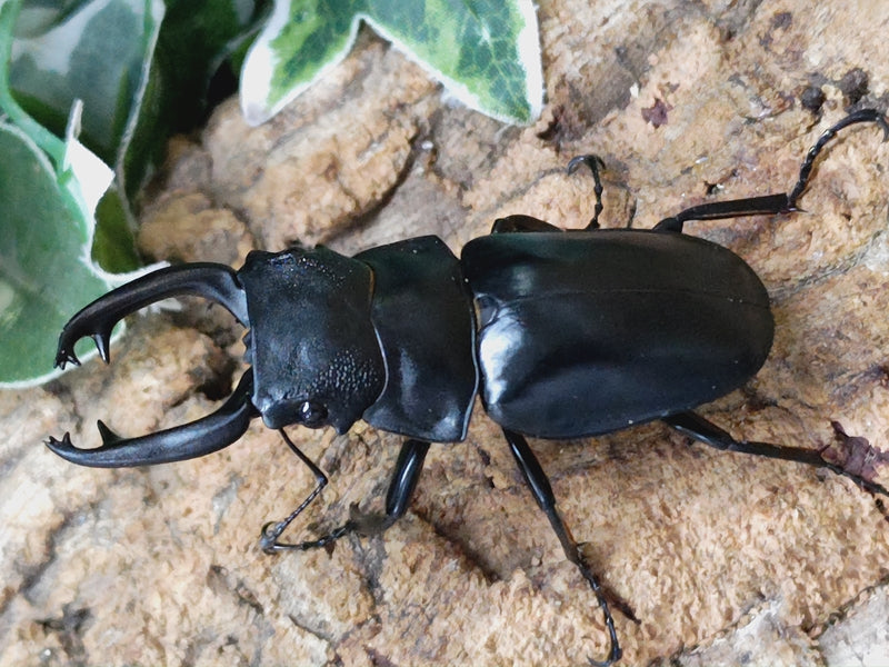 スチーブンスツヤクワガタ – クワガタムシ・カブトムシ昆虫専門店COLORS