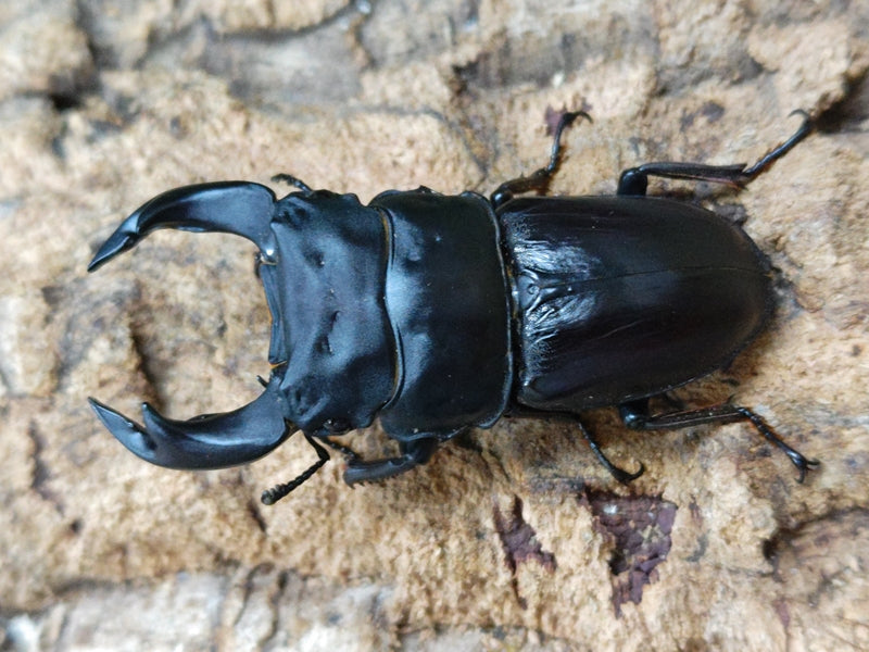Amazon.co.jp: カバヤ 世界の昆虫 ネプチューンオオカブト