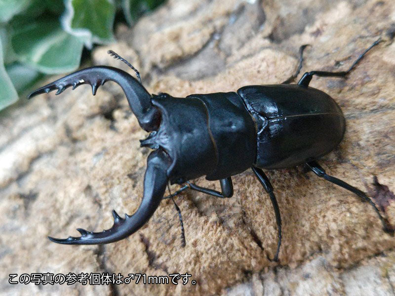 アマミノコギリクワガタ 鹿児島県 奄美大島笠利町産 ペア（累代WF3 ♂68mm 2024/7 ♀Freemm 2024/6）