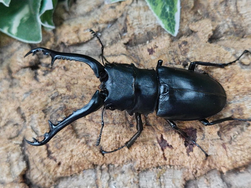 ギラファノコギリクワガタ(亜種ケイスケ) – クワガタムシ・カブトムシ昆虫専門店COLORS