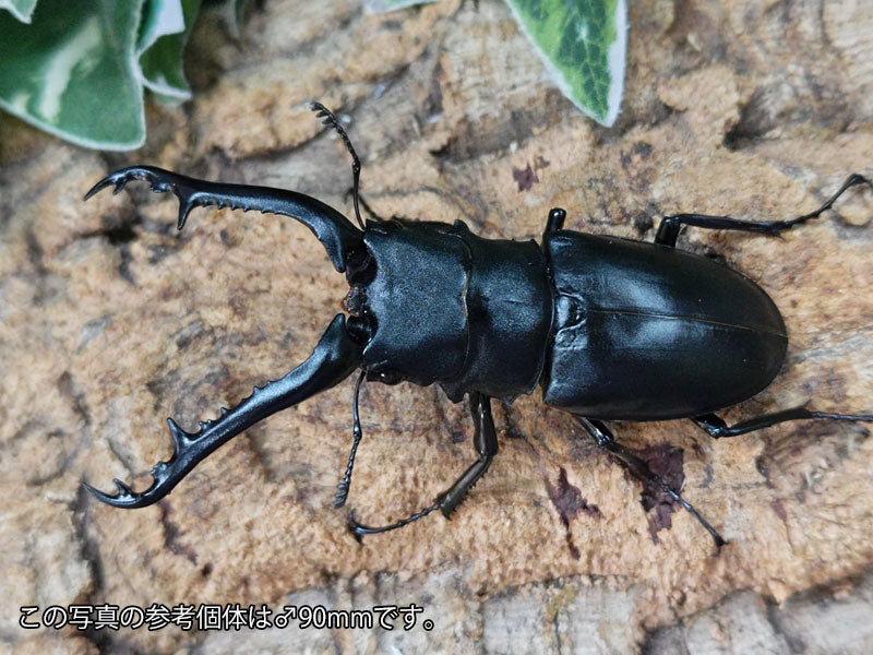 ギラファノコギリクワガタ(亜種ケイスケ) – クワガタムシ・カブトムシ昆虫専門店COLORS