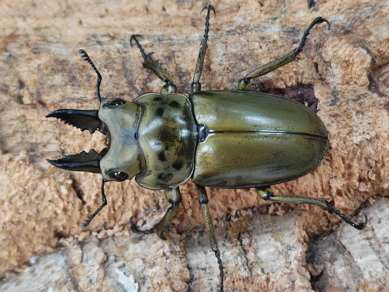 ババオウゴンオニ – クワガタムシ・カブトムシ昆虫専門店COLORS