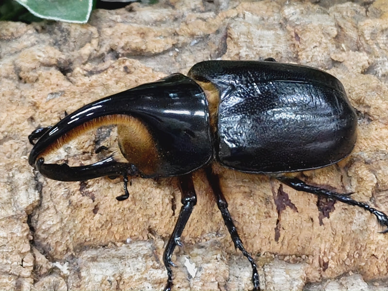 サタンオオカブト – クワガタムシ・カブトムシ昆虫専門店COLORS