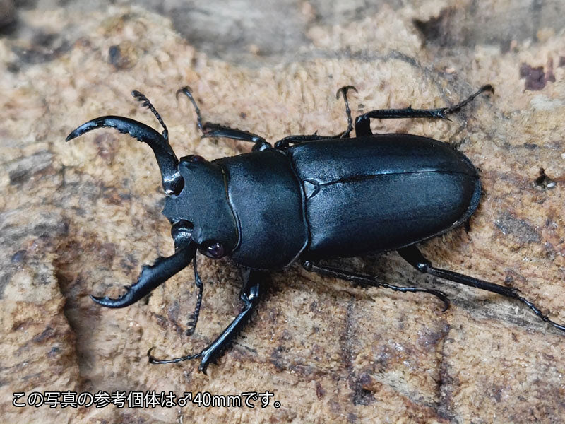 アマミシカクワガタ – クワガタムシ・カブトムシ昆虫専門店COLORS