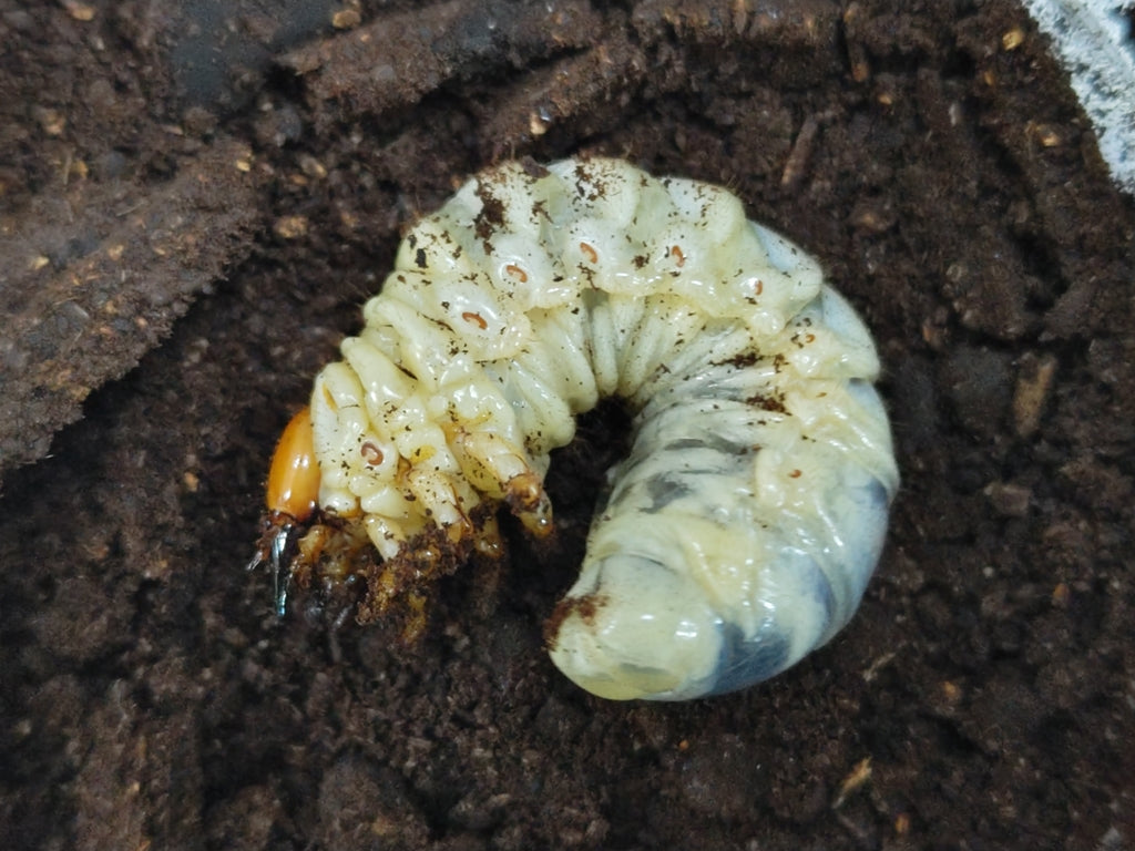 マンディブラリスフタマタクワガタ幼虫 インドネシア スマトラ島ジャンピ産