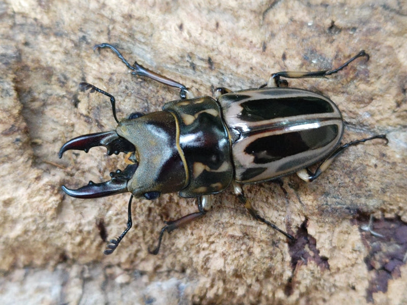 ゼブラノコギリクワガタ(原名亜種) – クワガタムシ・カブトムシ昆虫専門店COLORS