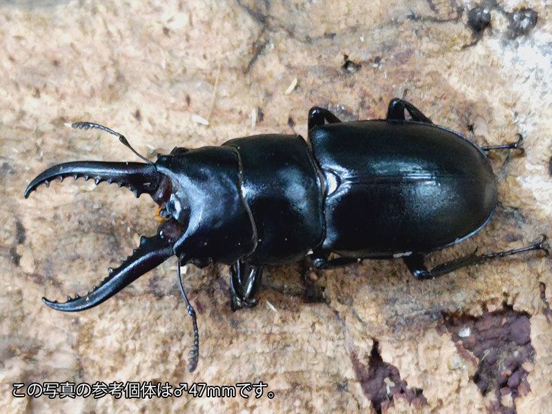 ハチジョウノコギリクワガタ – クワガタムシ・カブトムシ昆虫