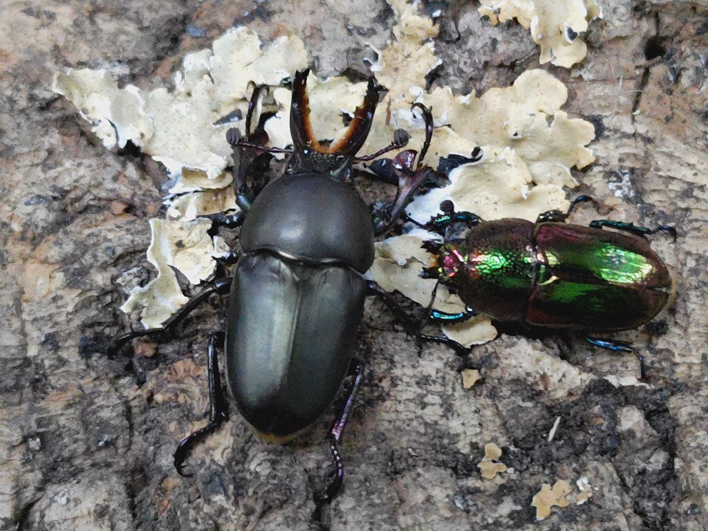 パプアキンイロクワガタ – クワガタムシ・カブトムシ昆虫専門店COLORS