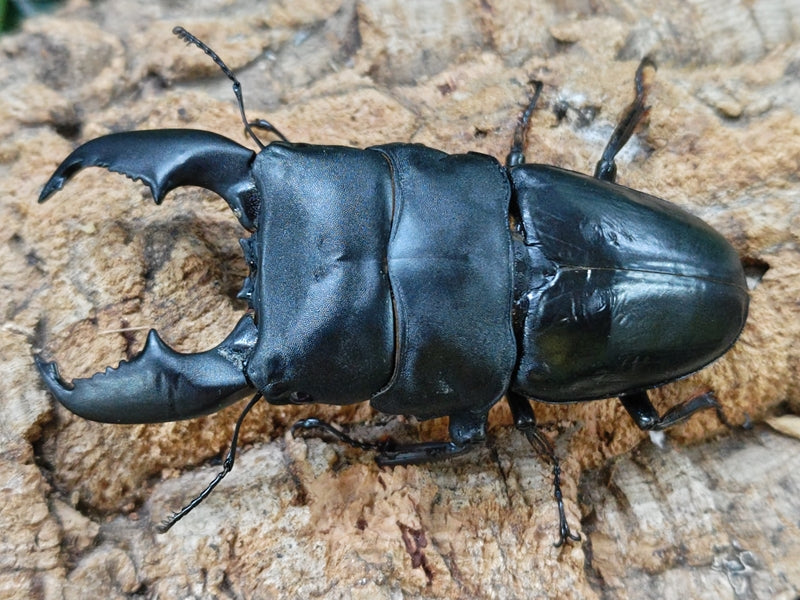 スマトラオオヒラタクワガタ – クワガタムシ・カブトムシ昆虫専門店COLORS