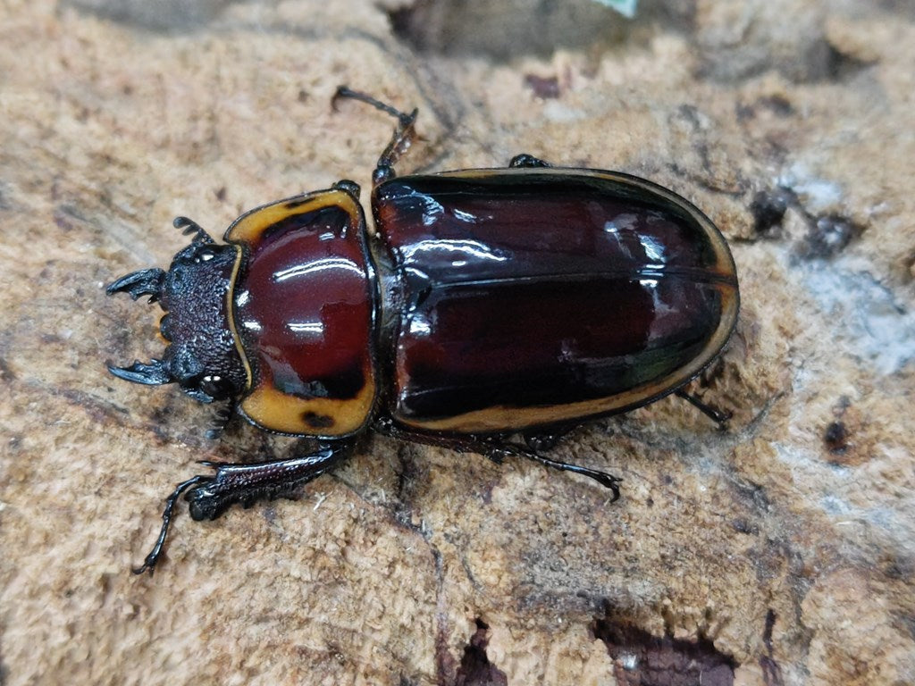 ファブリースノコギリクワガタ(亜種タカクワイ) タリアブ島 産 ペア（累代CBF1 ♂81mm 2024/7 ♀34mm 2024/7） –  クワガタムシ・カブトムシ昆虫専門店COLORS