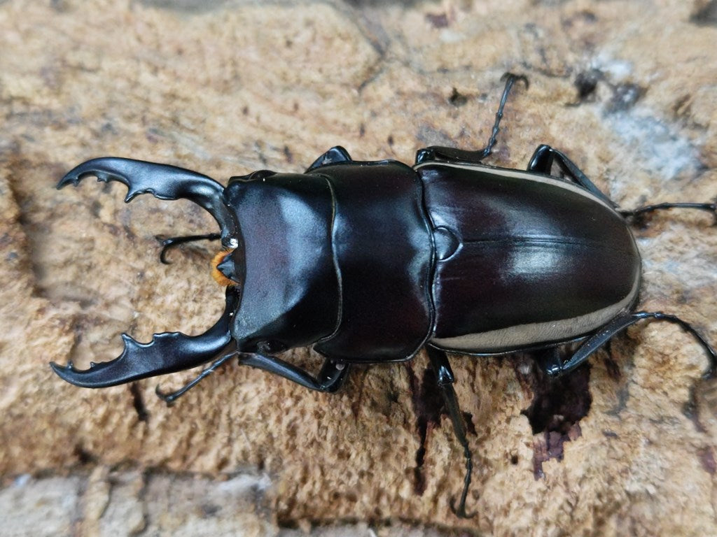 ウォレスノコギリクワガタ ハルマヘラ島 産 ペア（累代CBF1 ♂60mm 2024/8 ♀Freemm 2024/7）