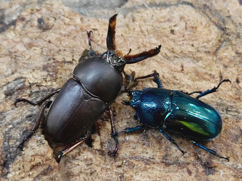 パプアキンイロクワガタ – クワガタムシ・カブトムシ昆虫専門店COLORS