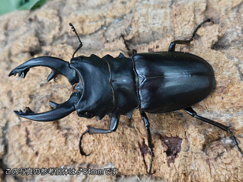 アルケスツヤクワガタ フィリピン ルソン島南カマリネス州産 ペア（累代WD ♂80mm ♀Freemm ）