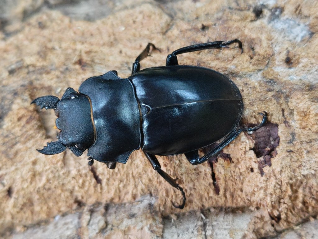 アルケスツヤクワガタ フィリピン ルソン島南カマリネス州産 ペア（累代WD ♂80mm ♀Freemm ） –  クワガタムシ・カブトムシ昆虫専門店COLORS