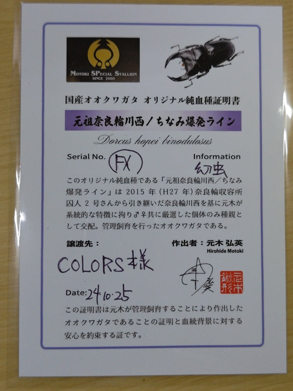 国産オオクワガタ(MOTOKI-SP/Nライン他)幼虫 兵庫県 川西市 (元