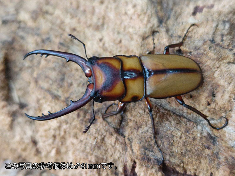 スツラリスノコギリクワガタ – クワガタムシ・カブトムシ昆虫専門店COLORS