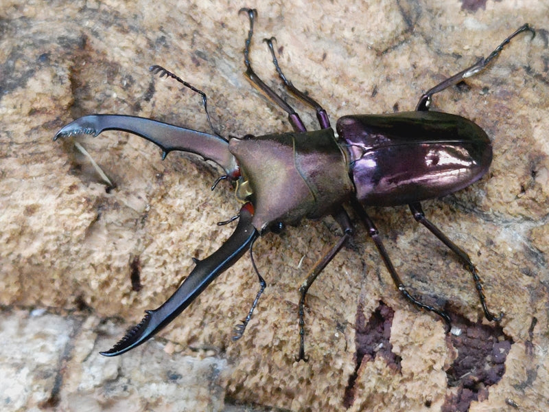 国産外国産カブトムシ・クワガタムシ等昆虫専門店カラーズ – クワガタムシ・カブトムシ昆虫専門店COLORS