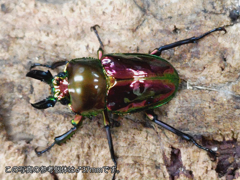 国産外国産カブトムシ・クワガタムシ等昆虫専門店カラーズ – クワガタムシ・カブトムシ昆虫専門店COLORS