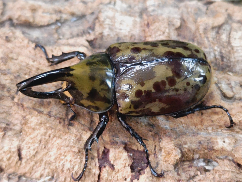 新入荷商品 – クワガタムシ・カブトムシ昆虫専門店COLORS