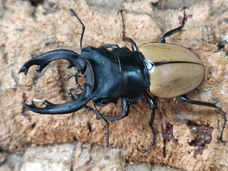 モウホツヤクワガタ(亜種エレガンス) – クワガタムシ・カブトムシ昆虫専門店COLORS