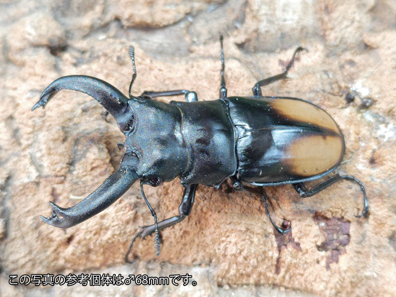 モウホツヤクワガタ(亜種エレガンス) – クワガタムシ・カブトムシ昆虫専門店COLORS