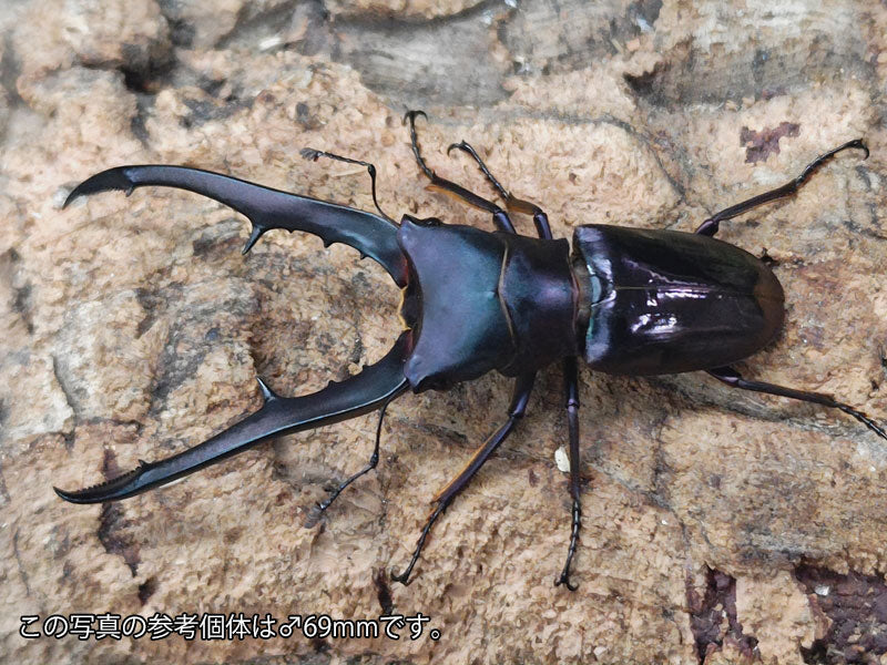 国産外国産カブトムシ・クワガタムシ等昆虫専門店カラーズ – クワガタムシ・カブトムシ昆虫専門店COLORS