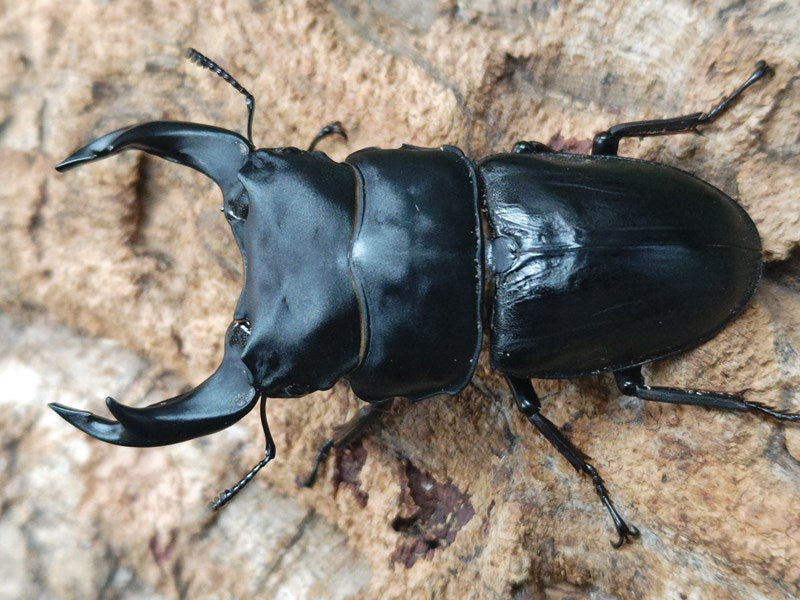 国産オオクワガタ(極太アンバランス血統) – クワガタムシ・カブトムシ昆虫専門店COLORS