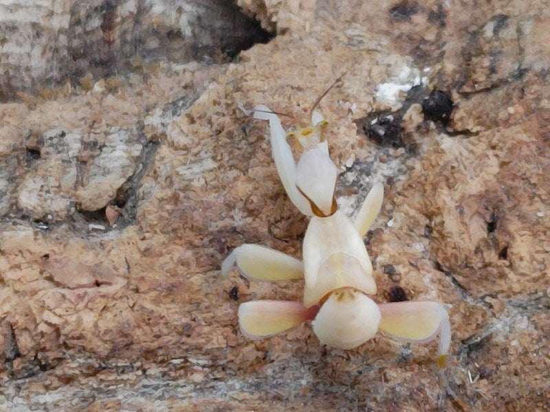 ハナカマキリ幼体 インドネシア ジャワ島アルゴプーロ産 – クワガタムシ・カブトムシ昆虫専門店COLORS