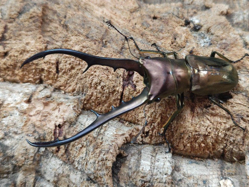 国産外国産カブトムシ・クワガタムシ等昆虫専門店カラーズ – クワガタムシ・カブトムシ昆虫専門店COLORS