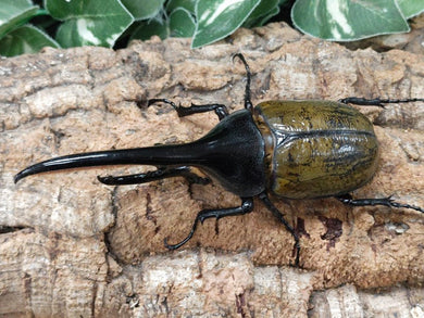 国産外国産カブトムシ・クワガタムシ等昆虫専門店カラーズ – クワガタムシ・カブトムシ昆虫専門店COLORS