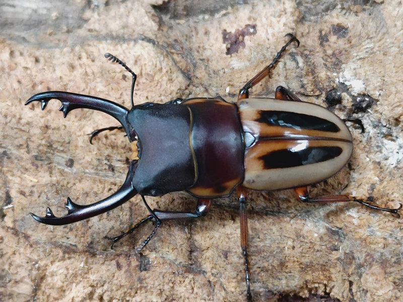 国産外国産カブトムシ・クワガタムシ等昆虫専門店カラーズ – クワガタムシ・カブトムシ昆虫専門店COLORS