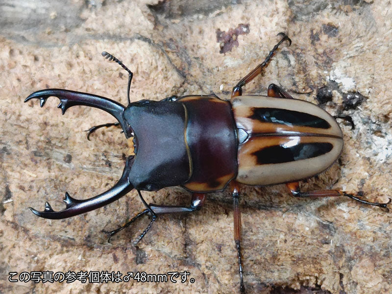 国産外国産カブトムシ・クワガタムシ等昆虫専門店カラーズ – クワガタムシ・カブトムシ昆虫専門店COLORS