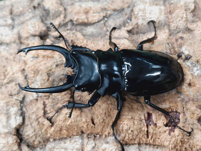 ダールマンツヤクワガタ亜種celebensis インドネシア ペレン島産 ペア（累代WD ♂87mm ♀Freemm ）