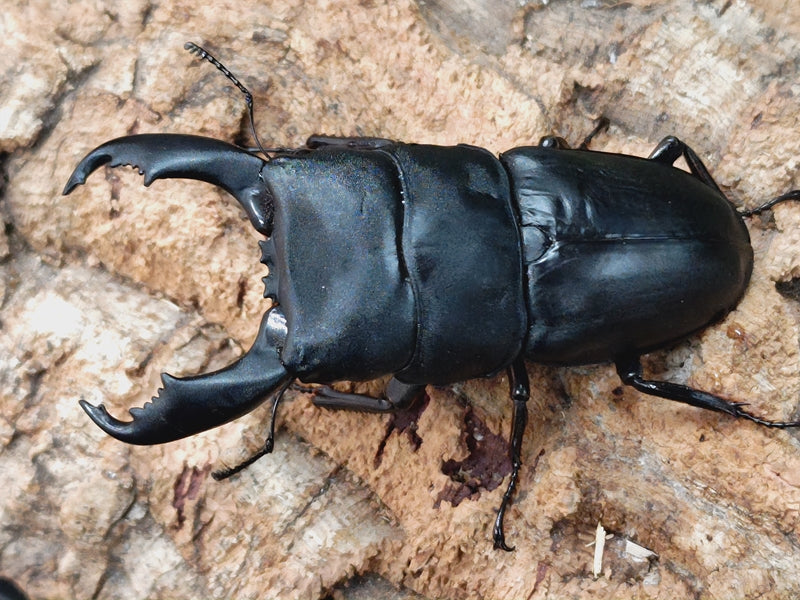 国産外国産カブトムシ・クワガタムシ等昆虫専門店カラーズ – クワガタムシ・カブトムシ昆虫専門店COLORS