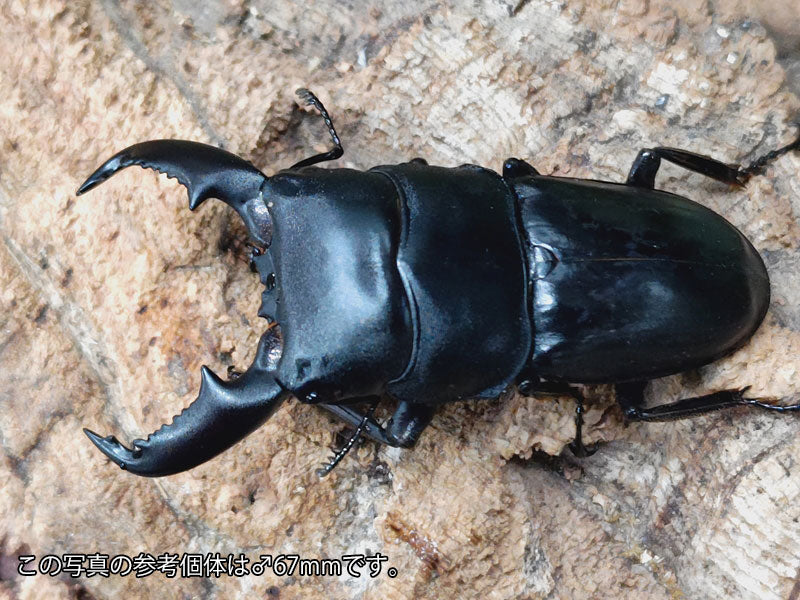 マレーヒラタクワガタ – タグ 