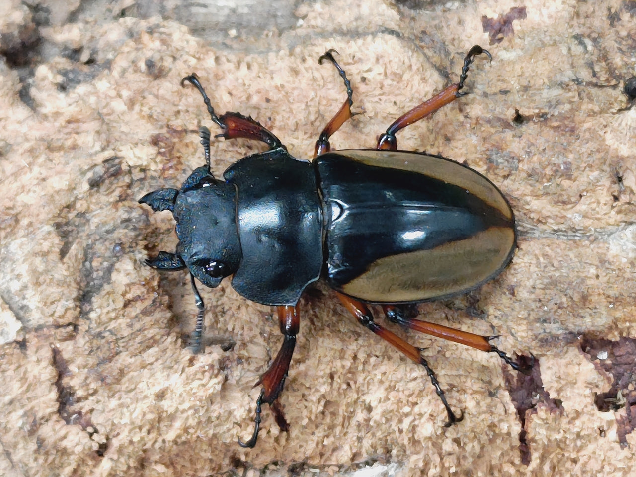 フェモラリスツヤクワガタ ボルネオ Trus Madi産 ペア（累代WD ♂60mm ♀Freemm ）