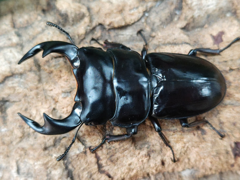 国産外国産カブトムシ・クワガタムシ等昆虫専門店カラーズ – クワガタムシ・カブトムシ昆虫専門店COLORS