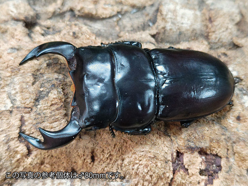 アンタエウスオオクワガタ – クワガタムシ・カブトムシ昆虫専門店COLORS